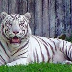 Panaewa Zoo – The only natural tropical rainforest zoo in the US