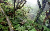 Kamakou Preserve - Molokai, Hawaii