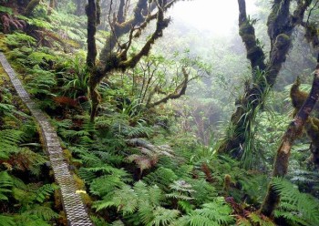 Kamakou Preserve - Molokai, Hawaii
