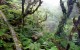Kamakou Preserve - Molokai, Hawaii
