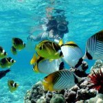 Top Hawaii Snorkeling Spots