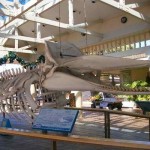 Whalers Village Museum – A Glimpse to Ancient Hawaiian Whaling Life
