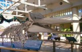 Whalers Village Museum