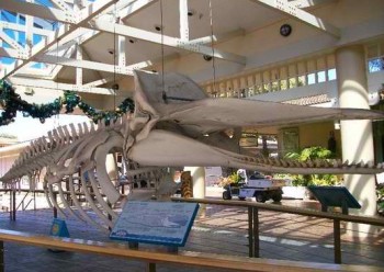 Whalers Village Museum